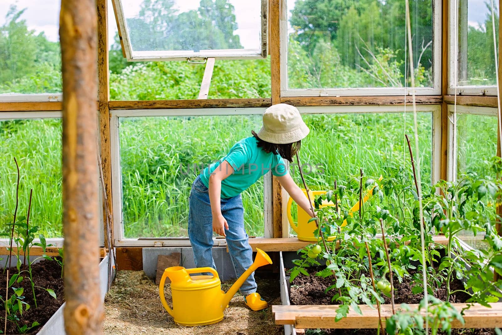 A little girl in a green t-shirt and a white panama, takes care of tomato bushes in a glass greenhouse in summer. Copy space