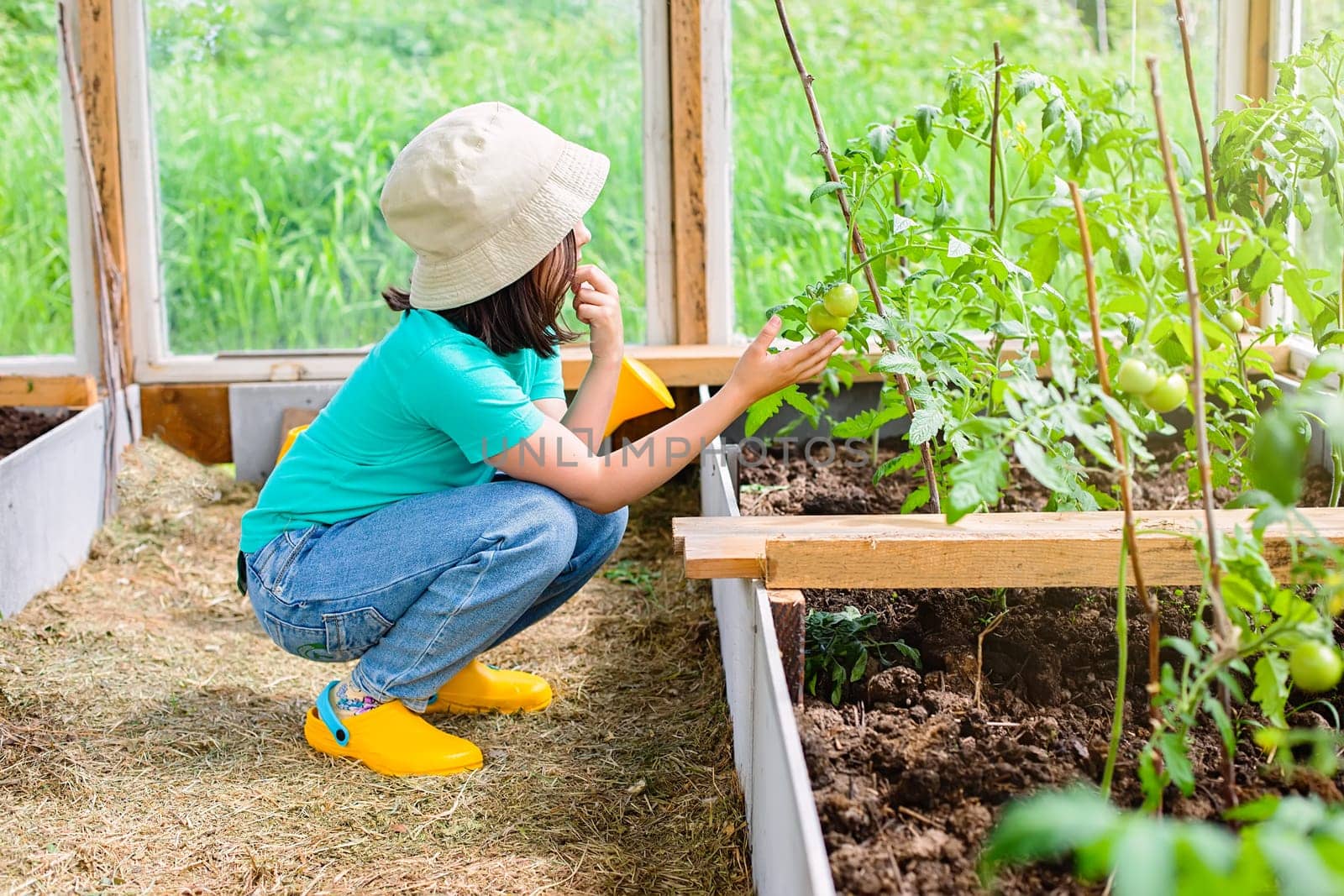 A little girl in a green T-shirt and a white panama, sits, examines the tomato bushes in a glass greenhouse, in the summer, on a sunny day.