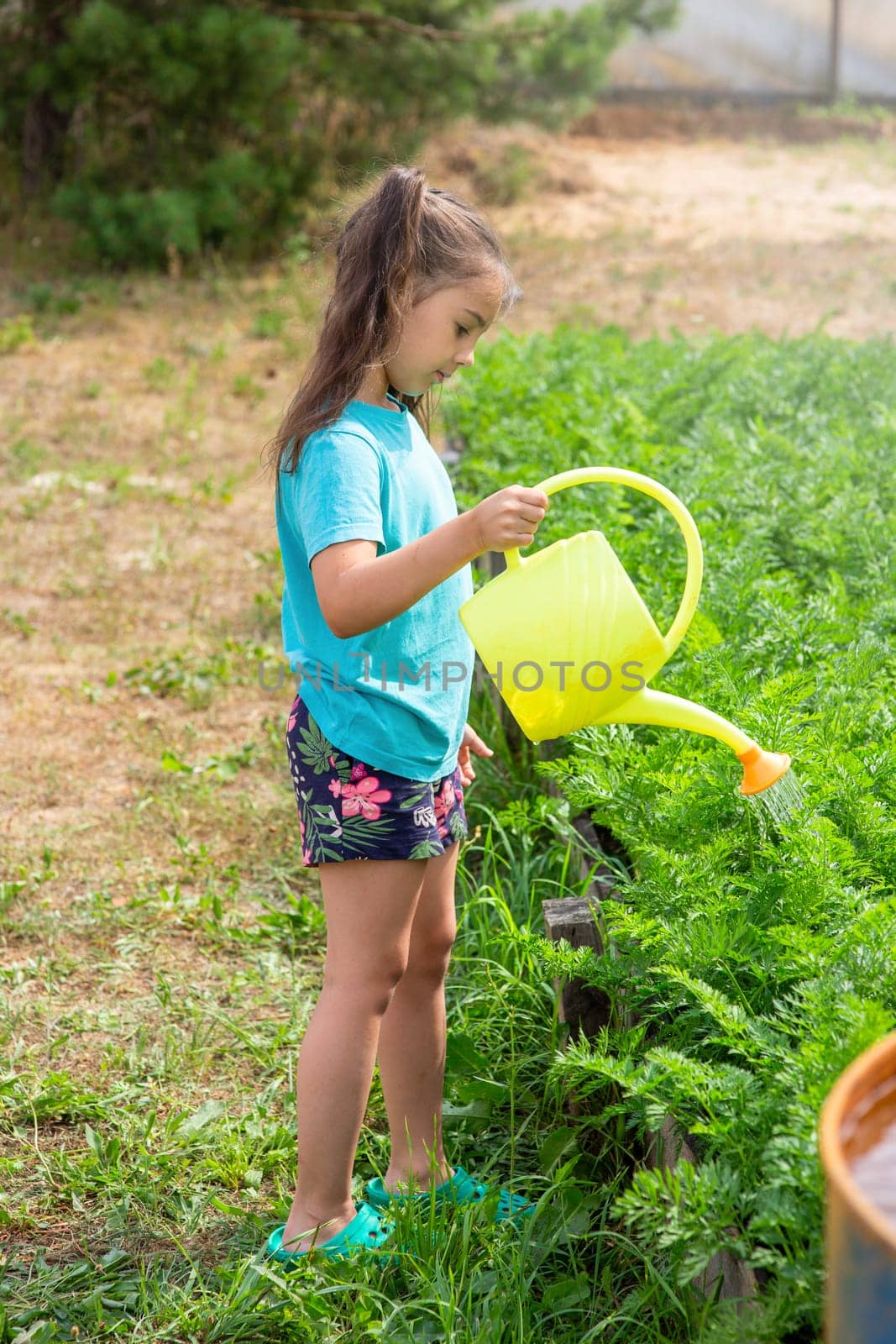 A little girl in a green t-shirt and shorts waters a green bed from a yellow watering can in the garden on a sunny day. Copy space. Vertical