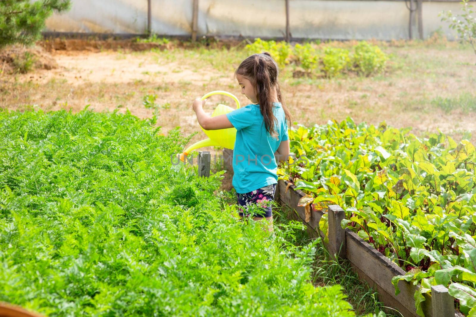 A little girl in a green t-shirt waters a green bed from a yellow watering can in the garden on a sunny day. Copy space. Back view