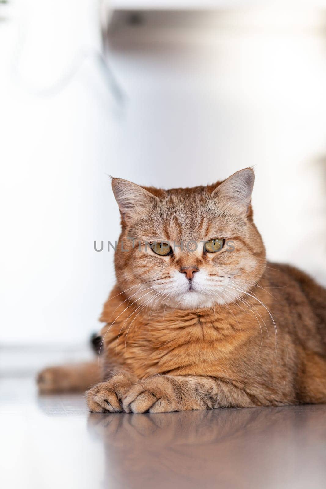 A beautiful cat lies on the table at home and looks at the camera by AnatoliiFoto