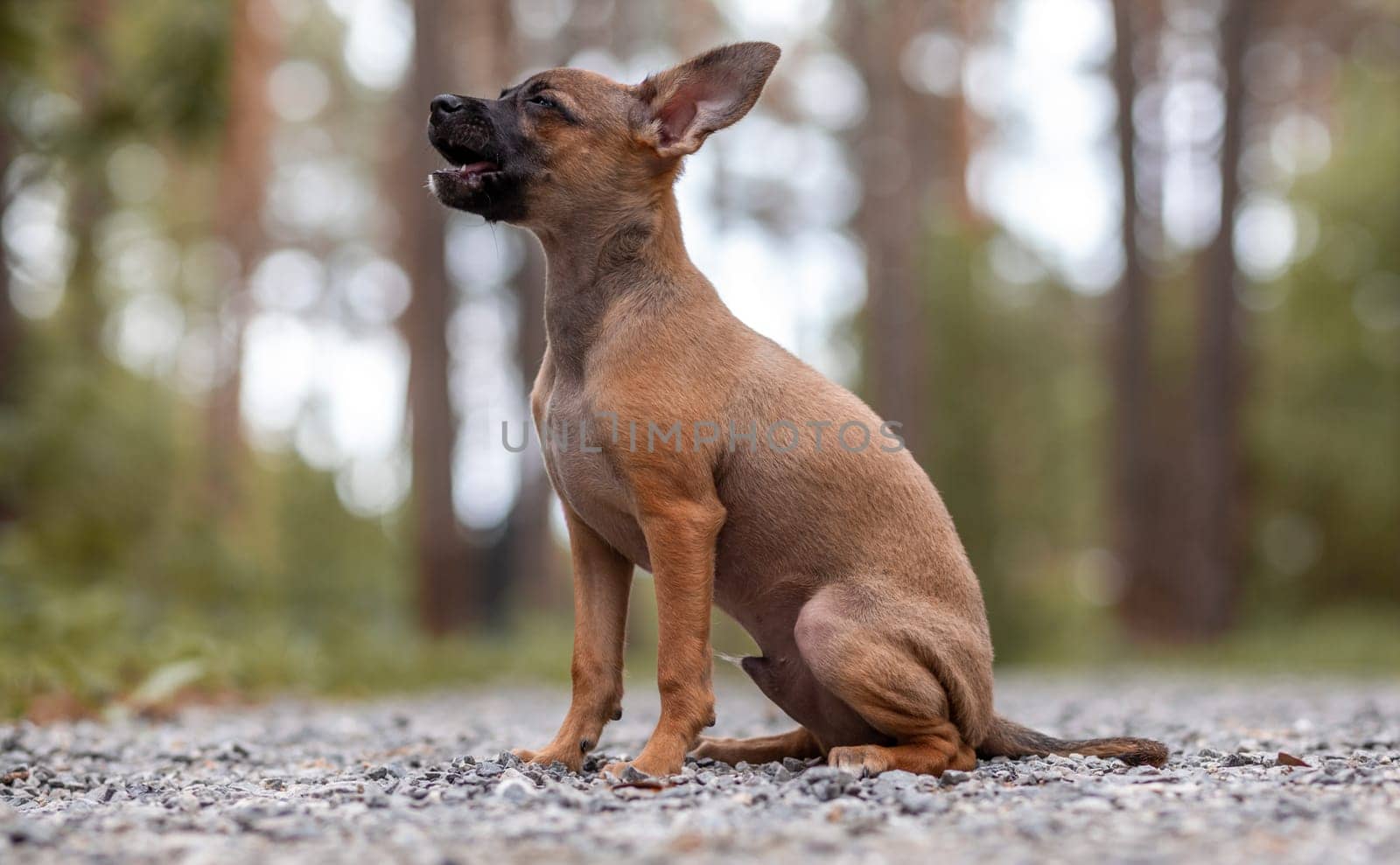One beautiful small toy terrier dog outdoors on summer sunny day by AnatoliiFoto