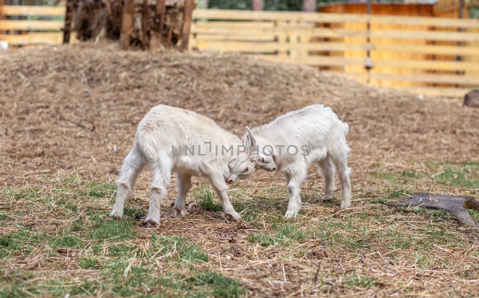 Two white little goats play with each other on the farm. Breeding goats and sheep. Housekeeping. Cute with funny.