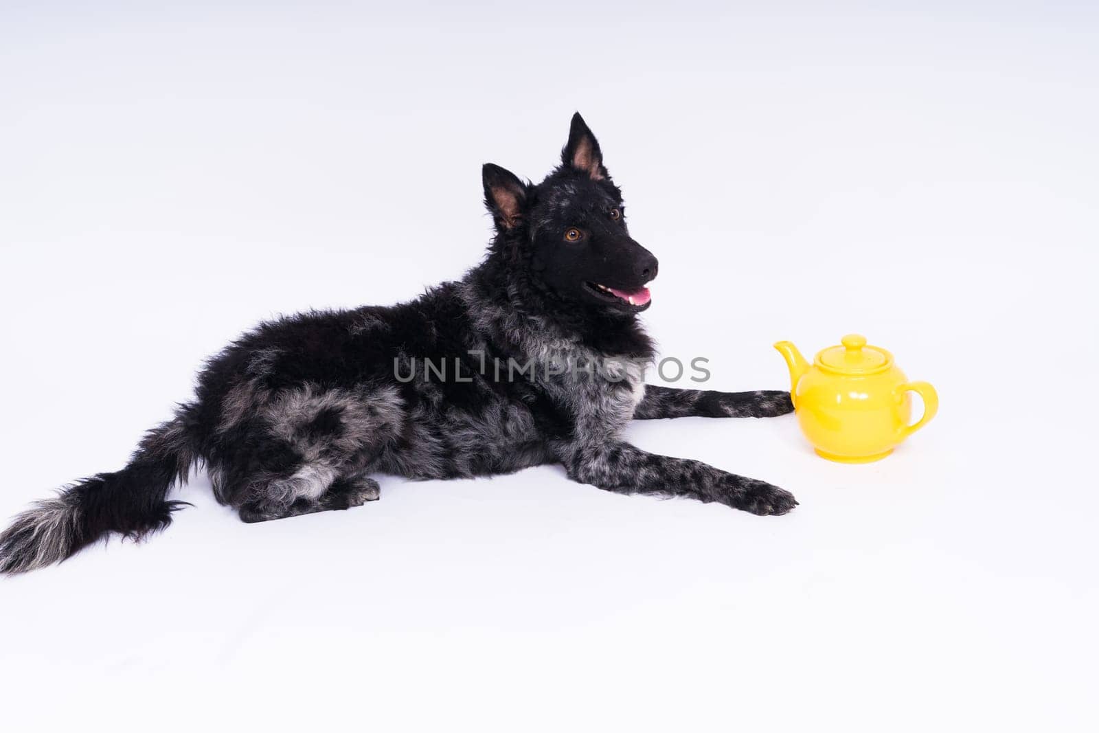 Dog mudi lying on a white studio background next to the openwork ceramic kettle