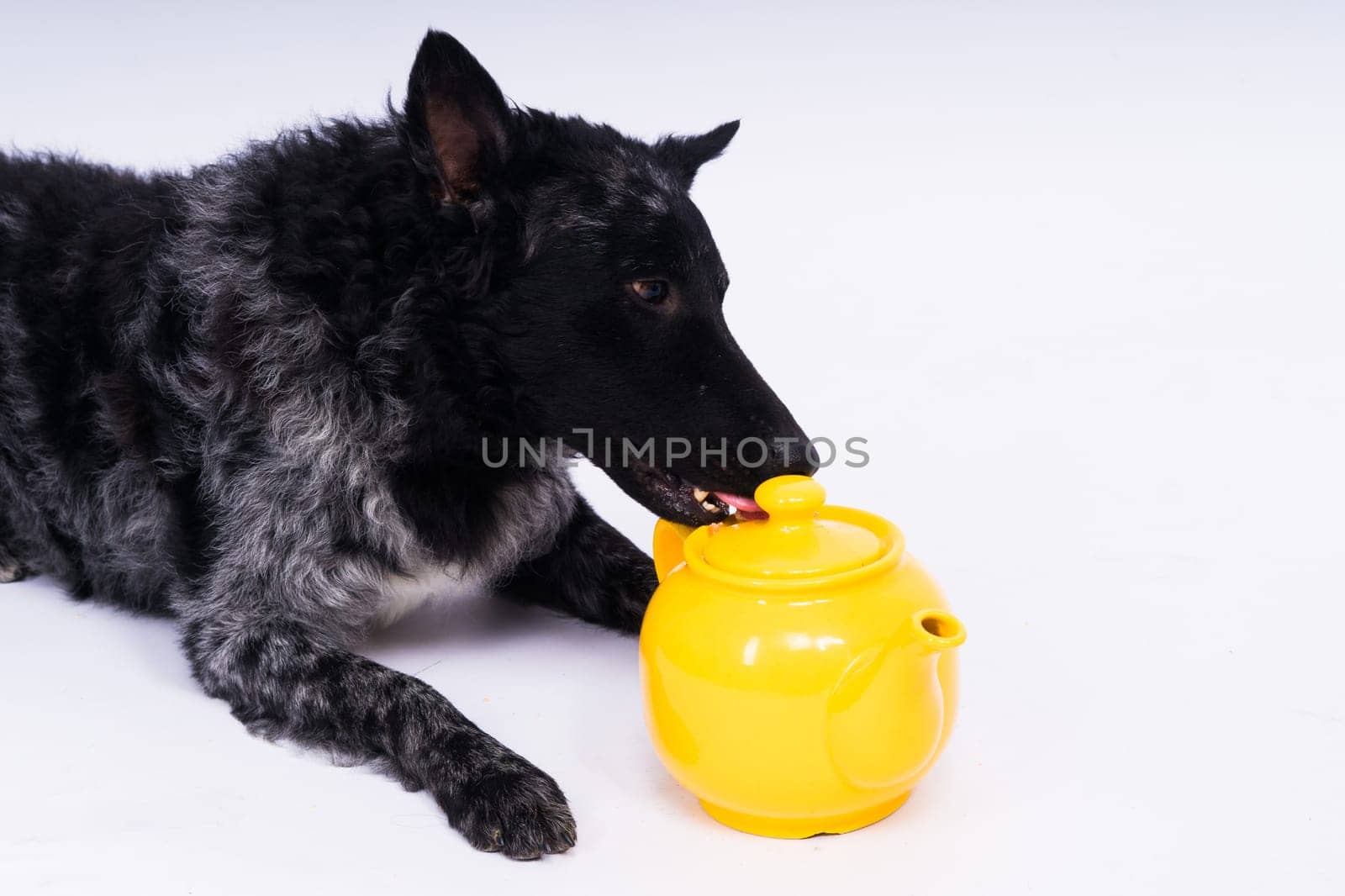 Dog mudi lying on white studio background next to the openwork ceramic kettle by Zelenin