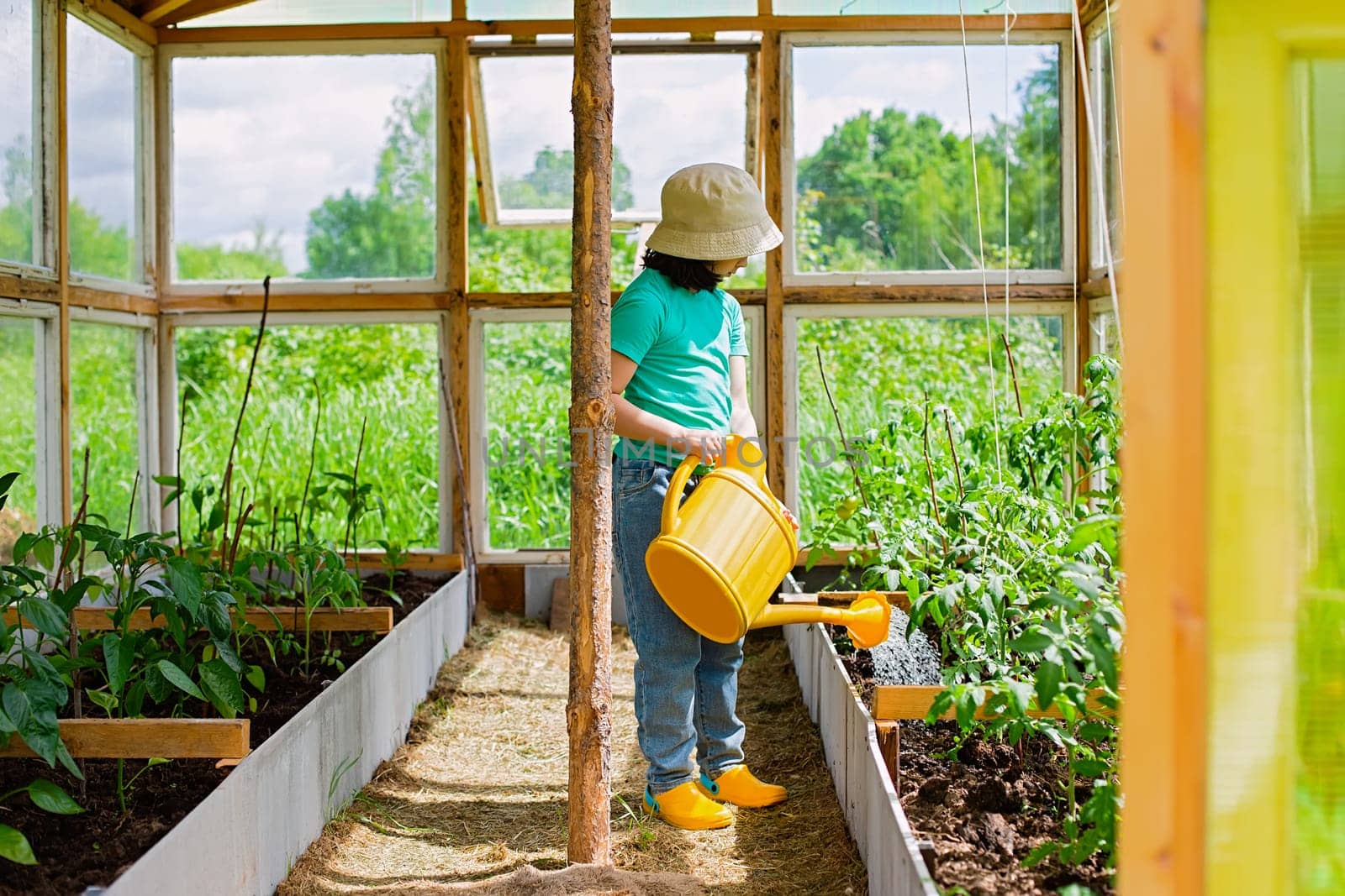 A little girl in a green T-shirt and white hat , waters with a yellow watering can, tomato bushes in a glass greenhouse, in summer, on a sunny day.