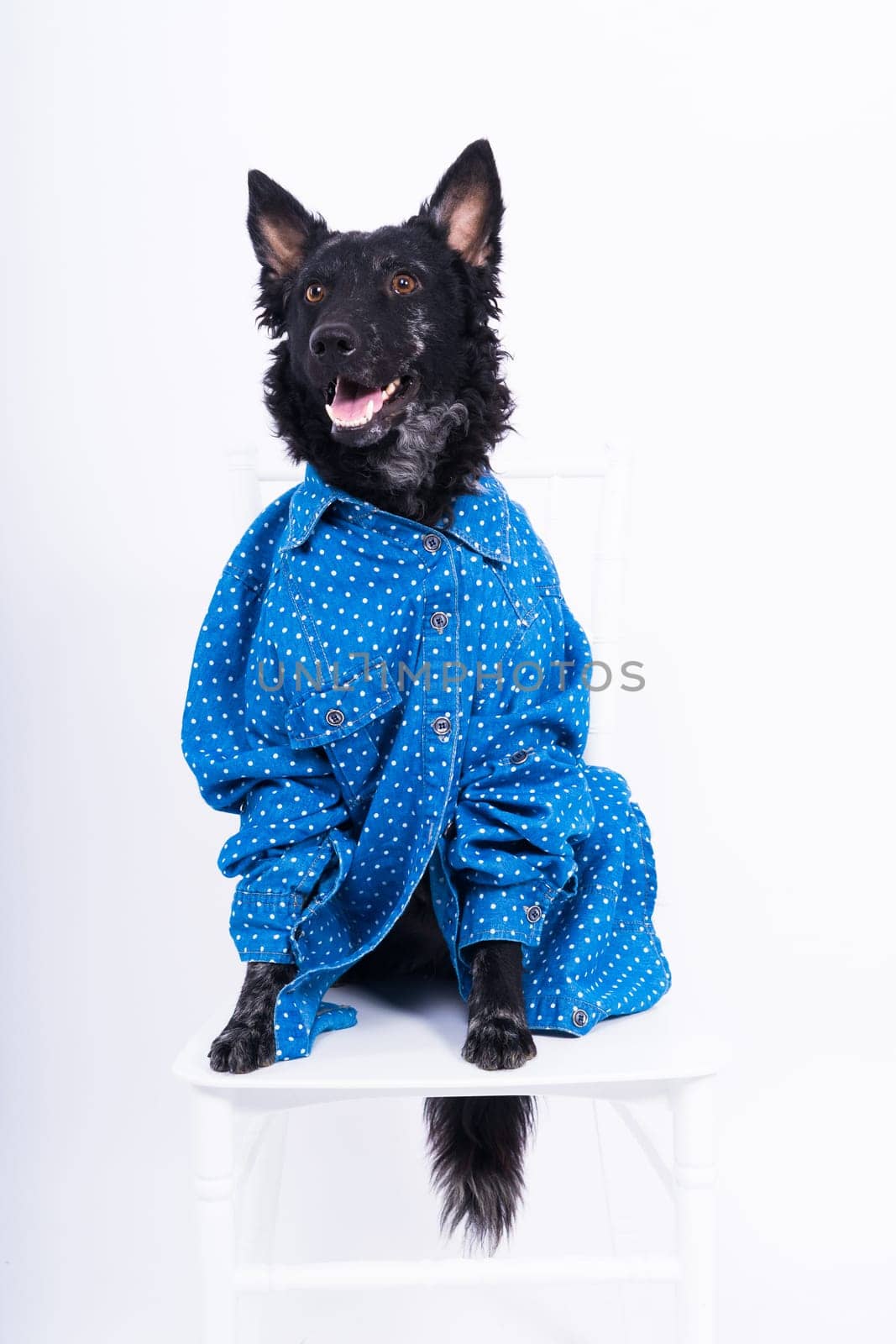 Dog, mudi, wearing shirtfront, isolated on white background in studio by Zelenin