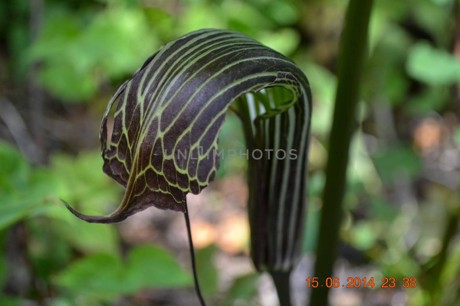 Cobra Lily, pitcher plant also called Darlingtonia californica in Himalaya. This plant is a species of carnivorous plant. As a pitcher plant it is the sole member of the genus Darlingtonia in the family Sarraceniaceae.