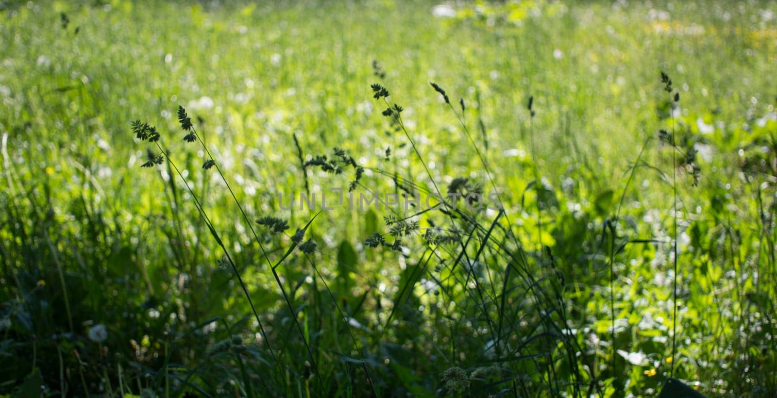 flowering ears of weeds. natural lawn in the bright sun. natural summer background with green grass