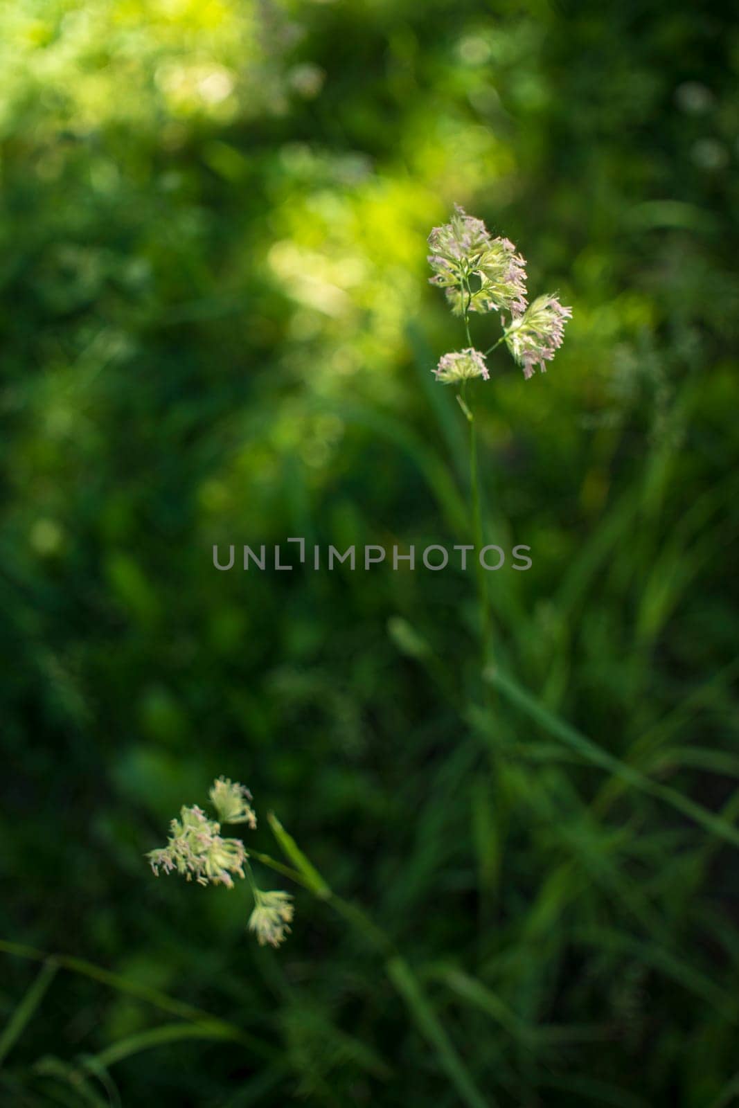 flowering ears of weeds. natural lawn in the bright sun. natural summer background with green grass