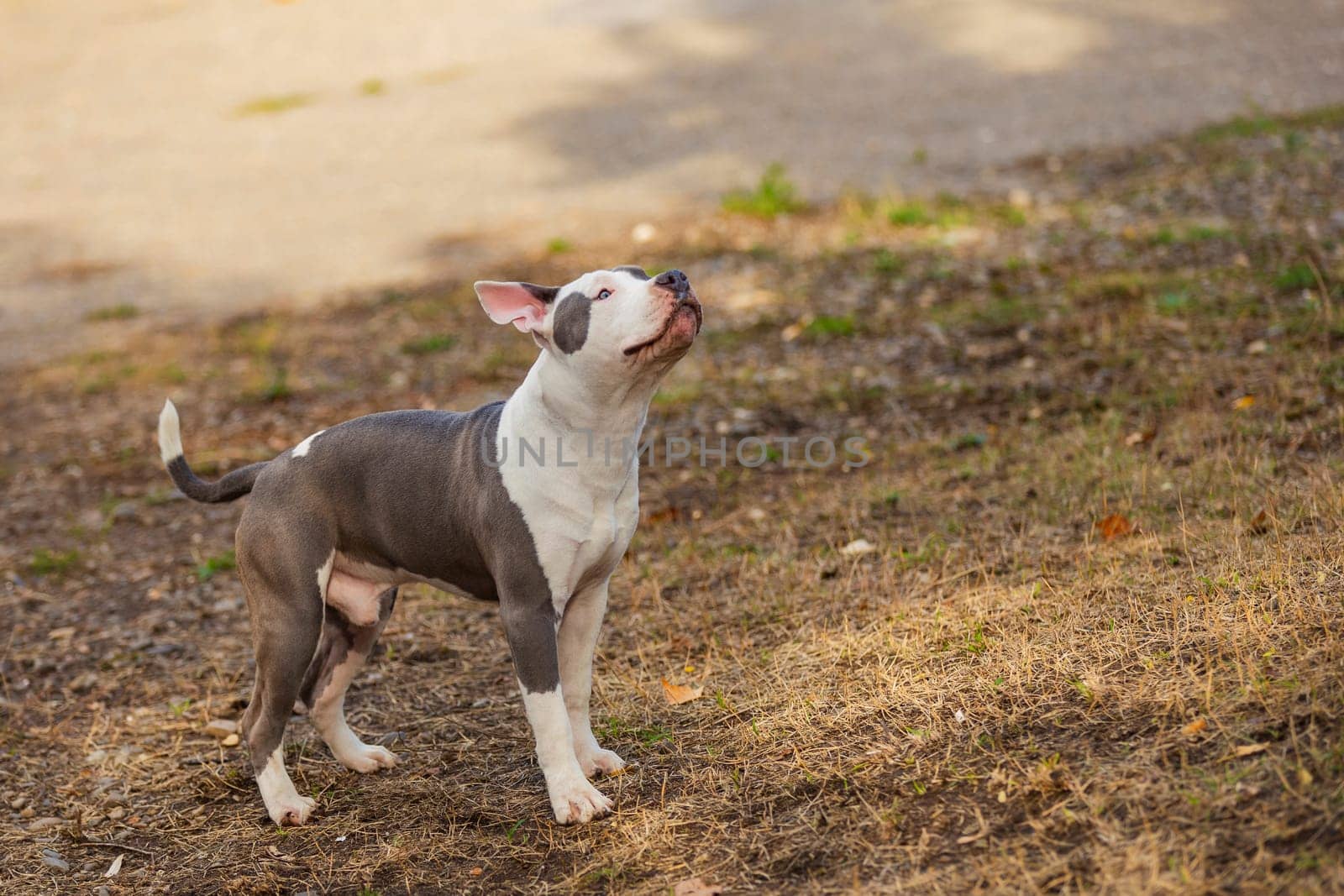 pit bull puppy playing on the playground by zokov