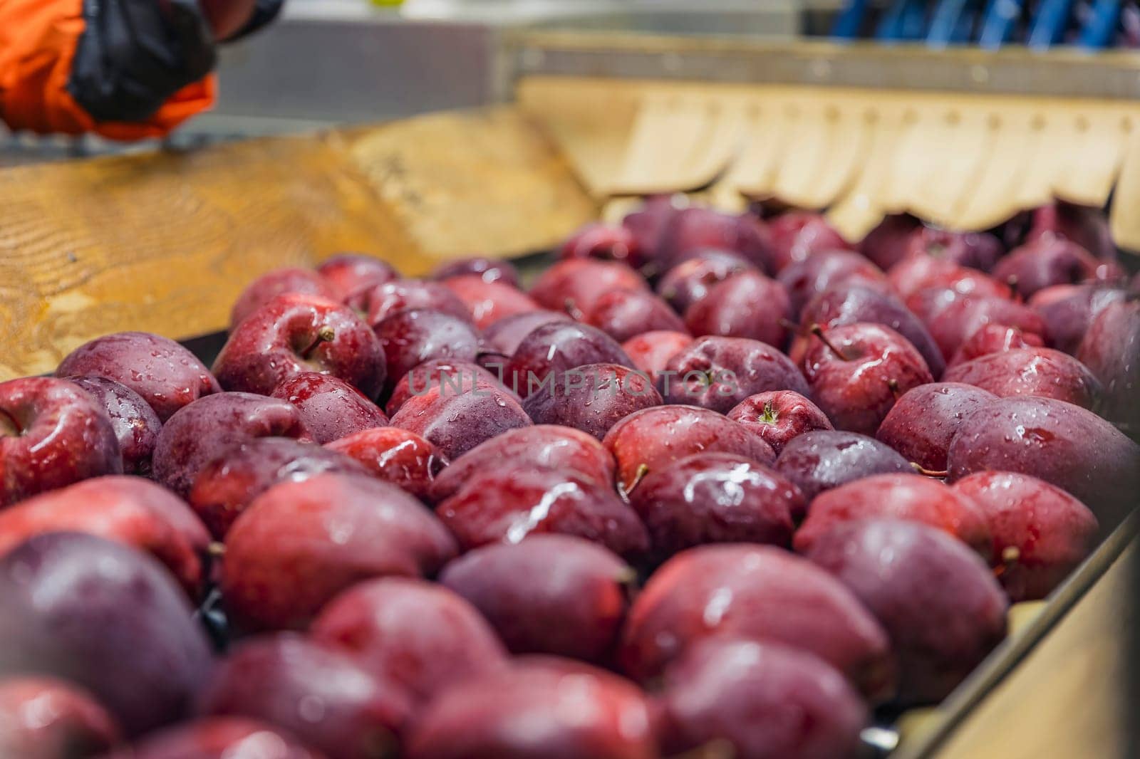 apples on an automatic line for selection and sorting