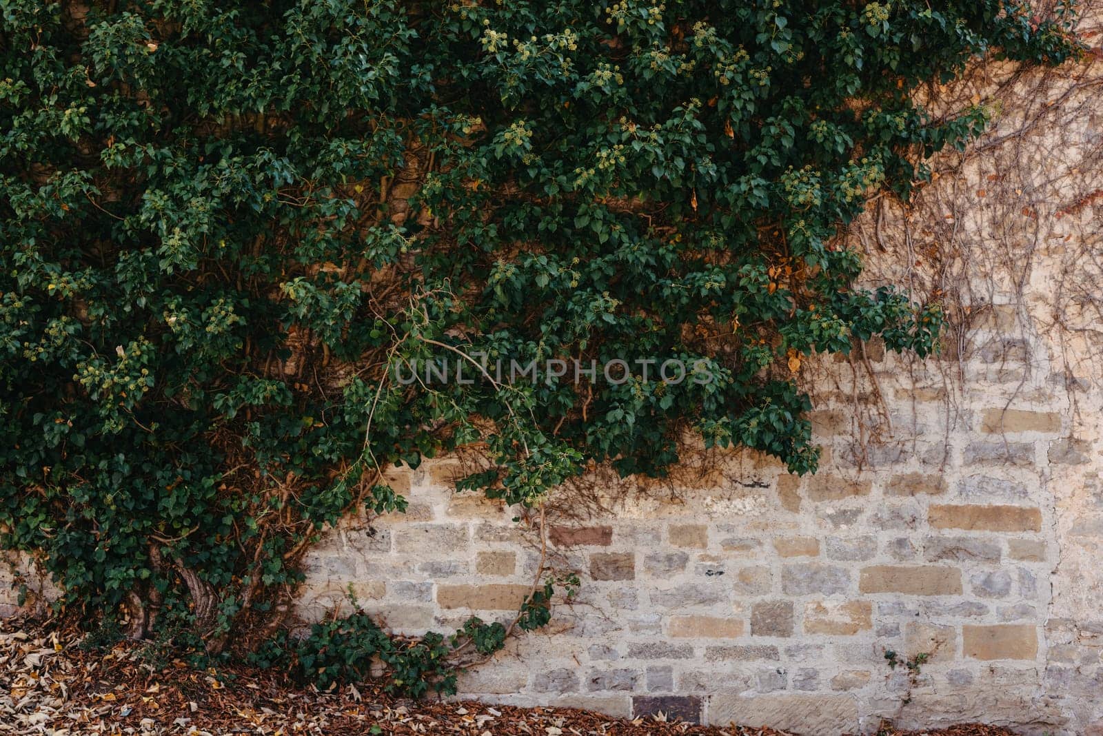 Green Vegetation On An Old Brick Wall. Ivy Beautiful Shape. Grungy Brick Wall Overgrown By Ivy Warm Tint. Brick Wall With Beautiful Green Ivy Foliage On The Side by Andrii_Ko