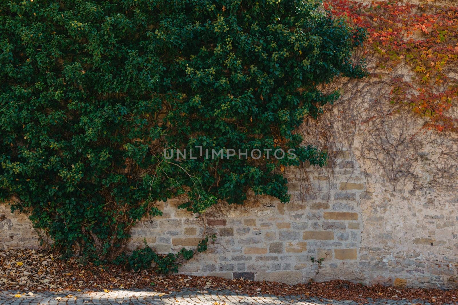 Green Vegetation On An Old Brick Wall. Ivy Beautiful Shape. Grungy Brick Wall Overgrown By Ivy Warm Tint. Brick Wall With Beautiful Green Ivy Foliage On The Side by Andrii_Ko