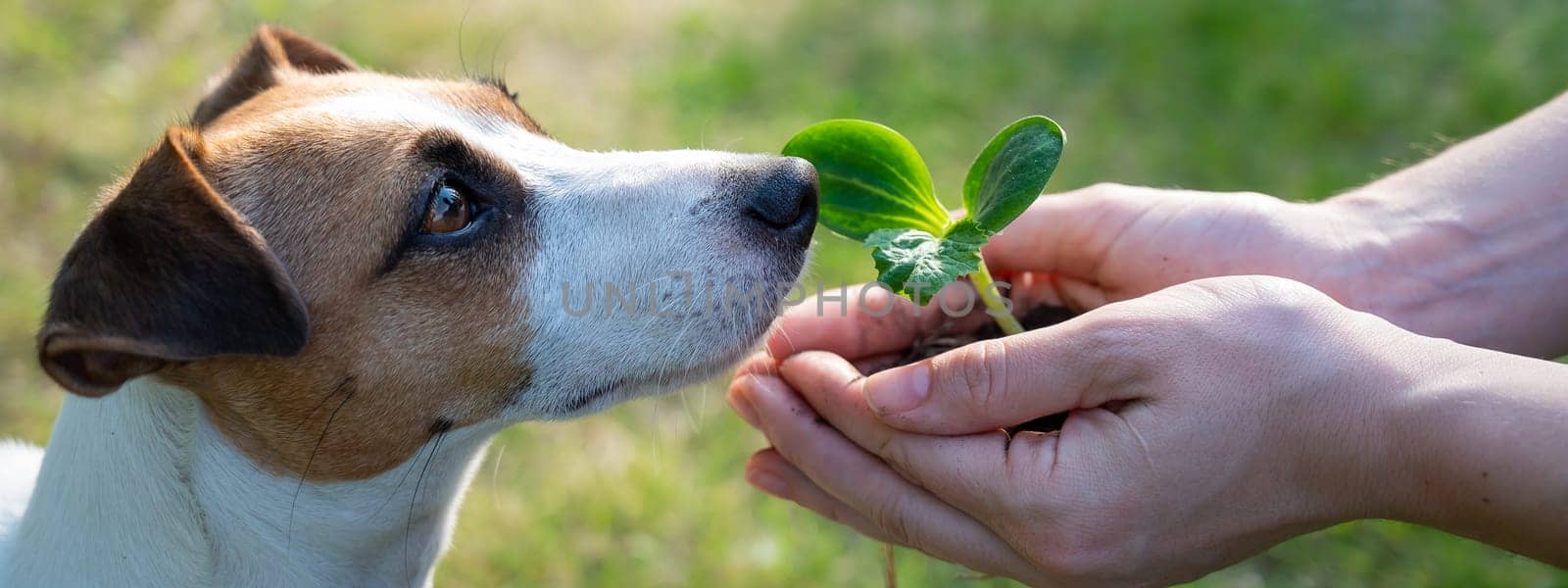 A woman holds a sprout in her hands next to the muzzle of a Jack Russell dog outdoors
