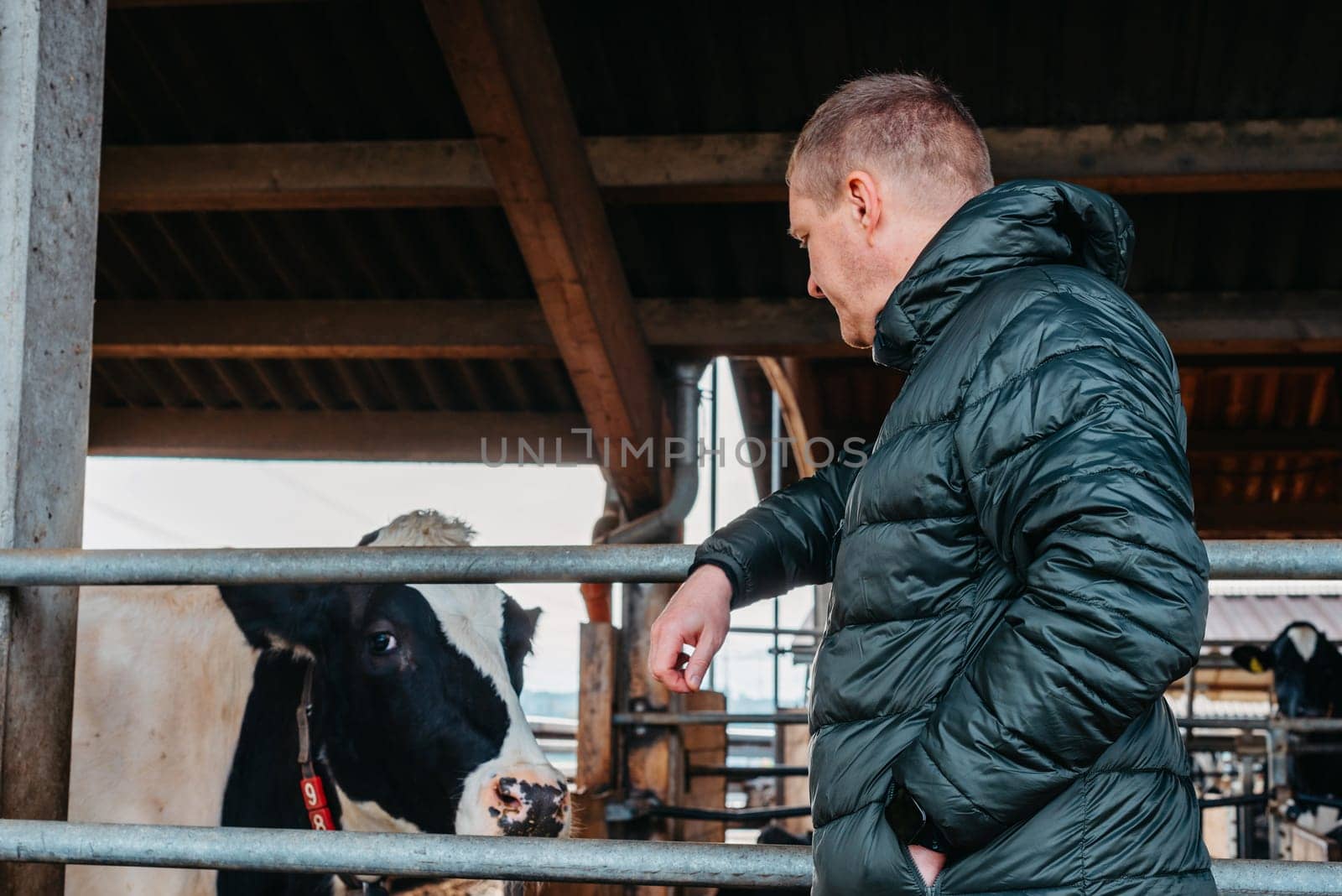 Man Farmer near his cows. Portrait of a young farm owner standing in a long cowshed near the corral with calves. Man in ordinary clothes checks the condition of the animals on the dairy farm.