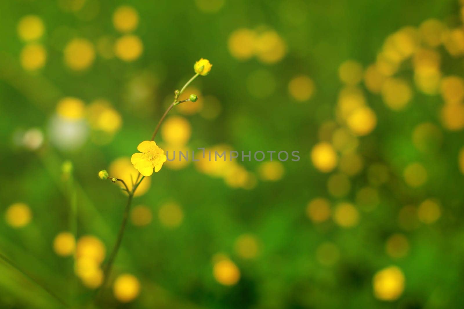 Shallow depth of field photo (only single flower in focus), common buttercup (Ranunculus acris), with more blurred plants in background. Abstract spring background
