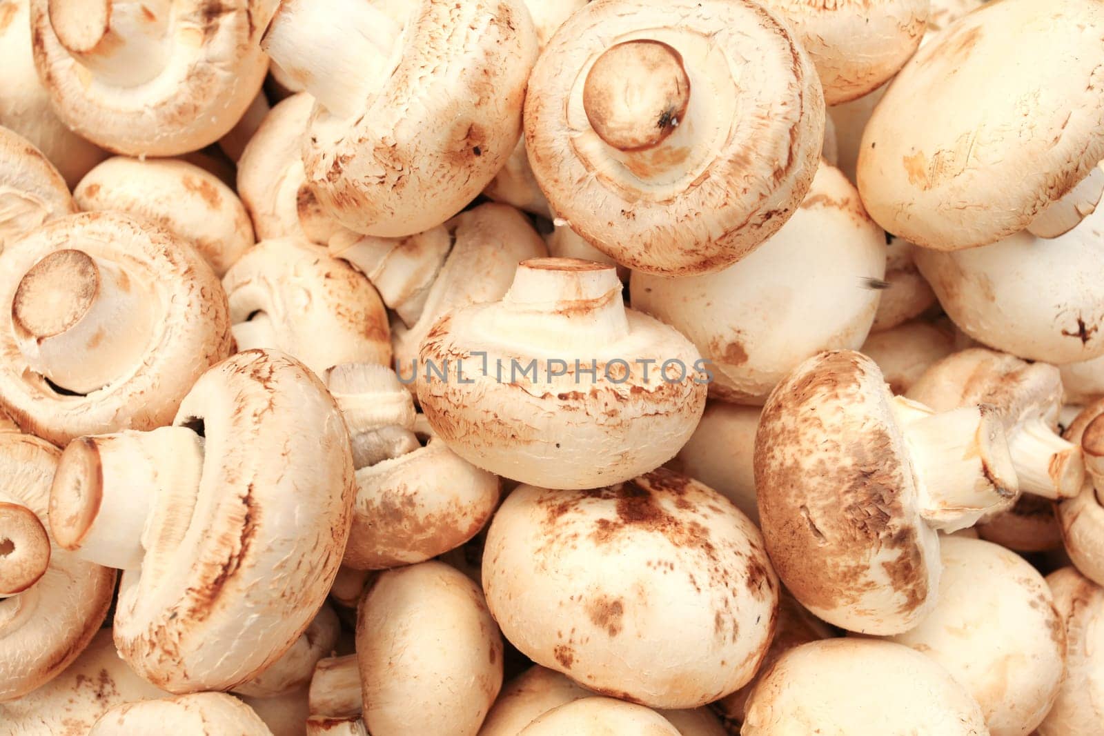 Champignon mushrooms displayed on food market. Kyrenia, Northern Cyprus