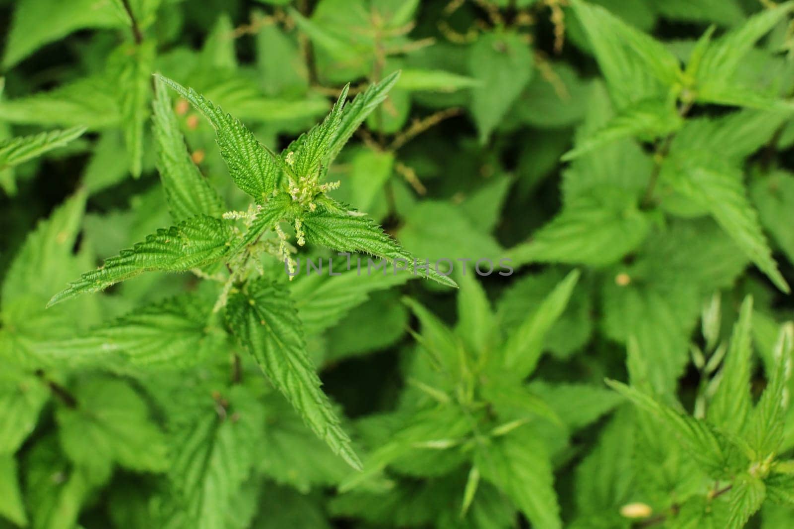 Shallow depth of field photo, only top of flower and leaves in focus, Stinging nettle (Urtica dioica) with more green plants in back. 