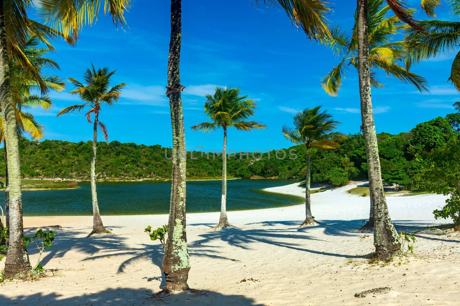 Famous Abaete lagoon in Salvador in Bahia with its coconut trees, white sands and dark water surrounded by vegetation