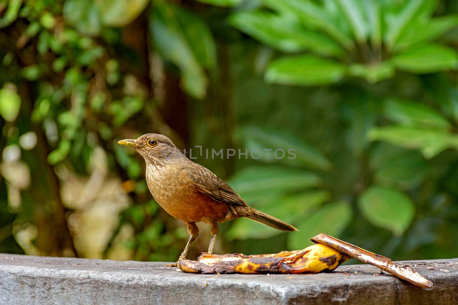 Bird perched on a wall to eat fruit left to feed them on the south coast of Rio de Janeiro