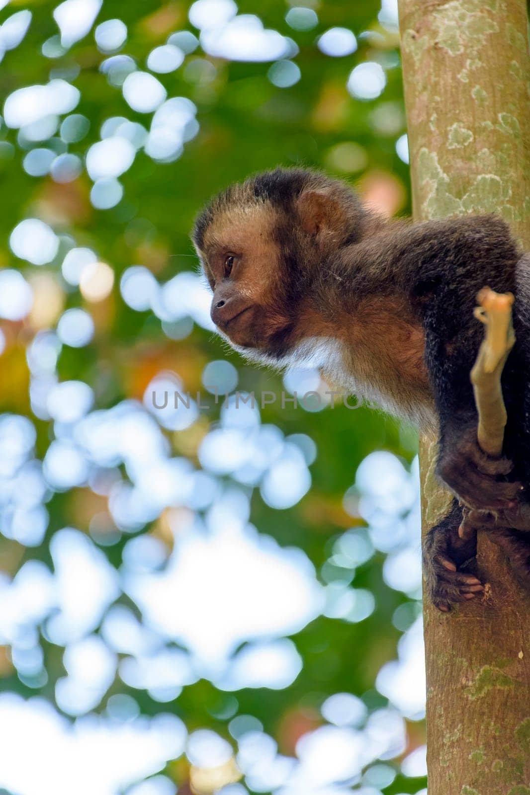 Young black Capouchin monkey climbing on a tree by Fred_Pinheiro