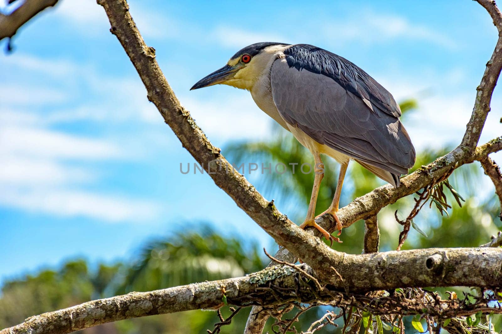 Black-crowned Night-Heron perched on a tree by Fred_Pinheiro