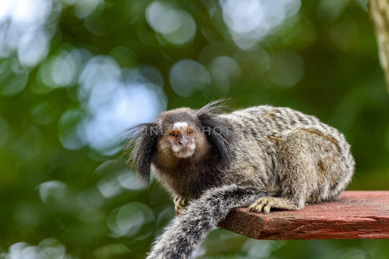Little monkey in the brazilian rainforest