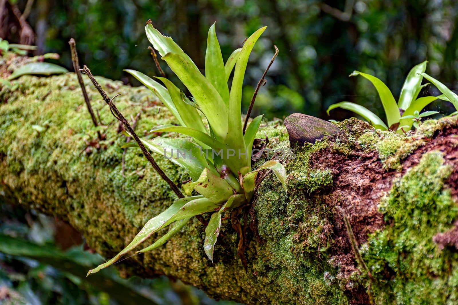 Bromeliad tree trunk from Brazilian rainforest its natural habitat on Ilhabela Island in Sao Paulo, Brazil