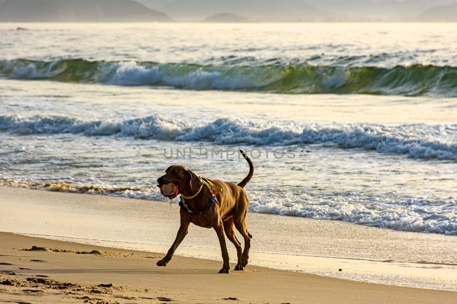 Dog running and playing on the edge of Ipanema beach by Fred_Pinheiro