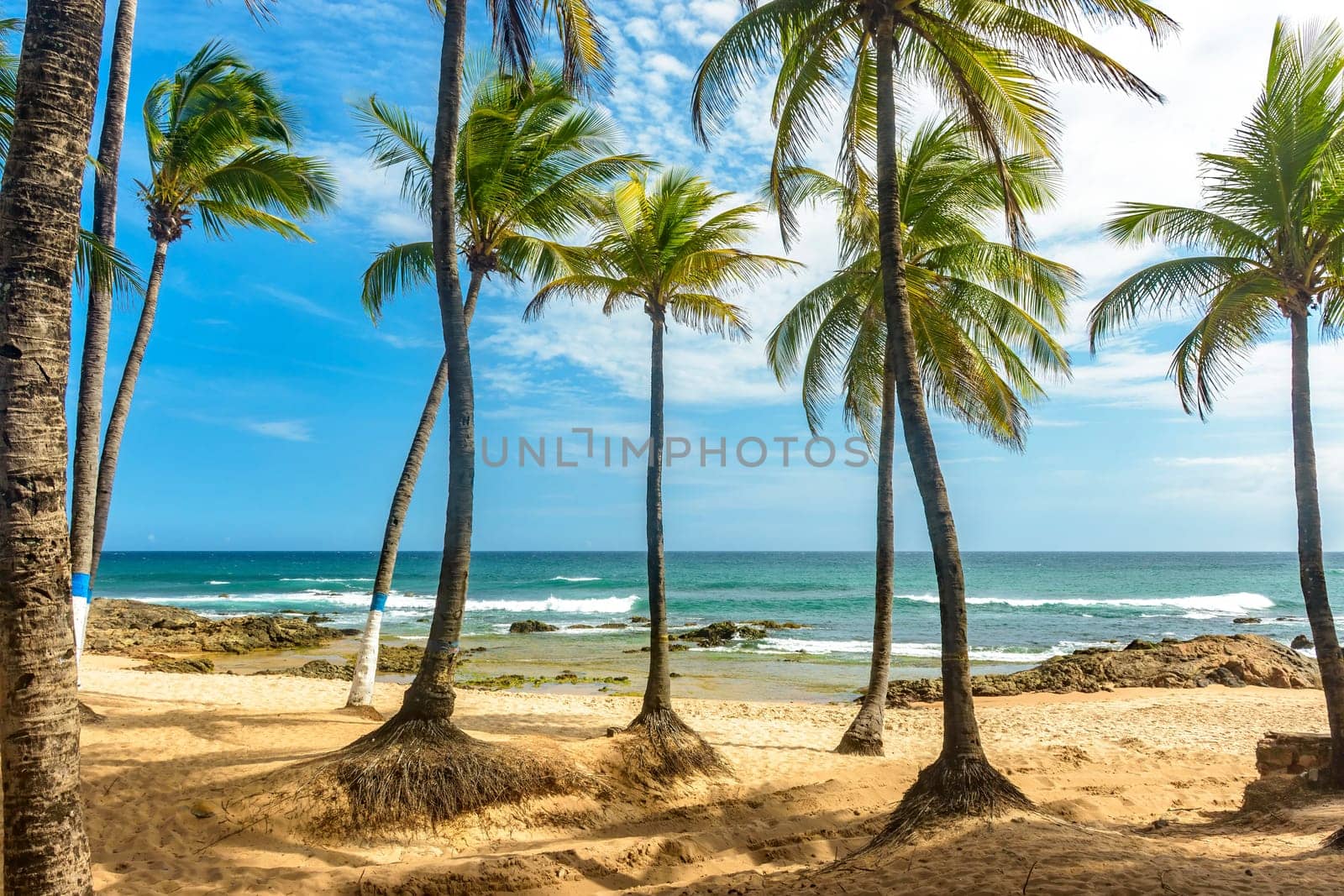 Coconut trees on the sand and sea by Fred_Pinheiro