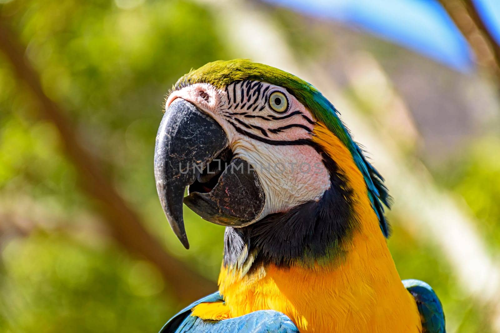 Macaw perched on a branch with vegetation of the Brazilian rainforest behind