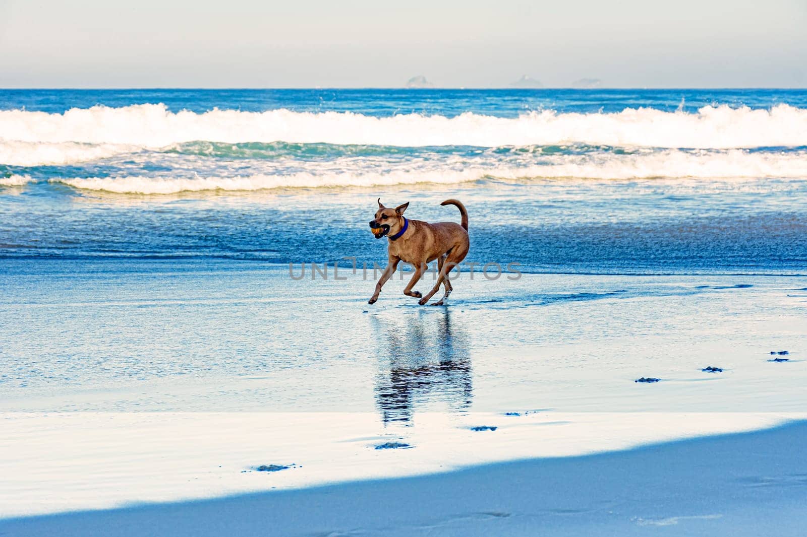 Dog running with ball in mouth on the sands by Fred_Pinheiro