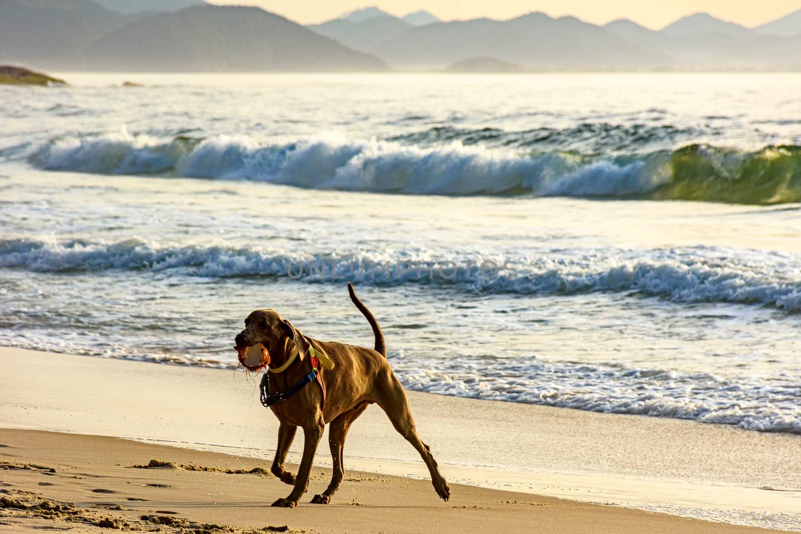 Dog running on Ipanema beach by Fred_Pinheiro
