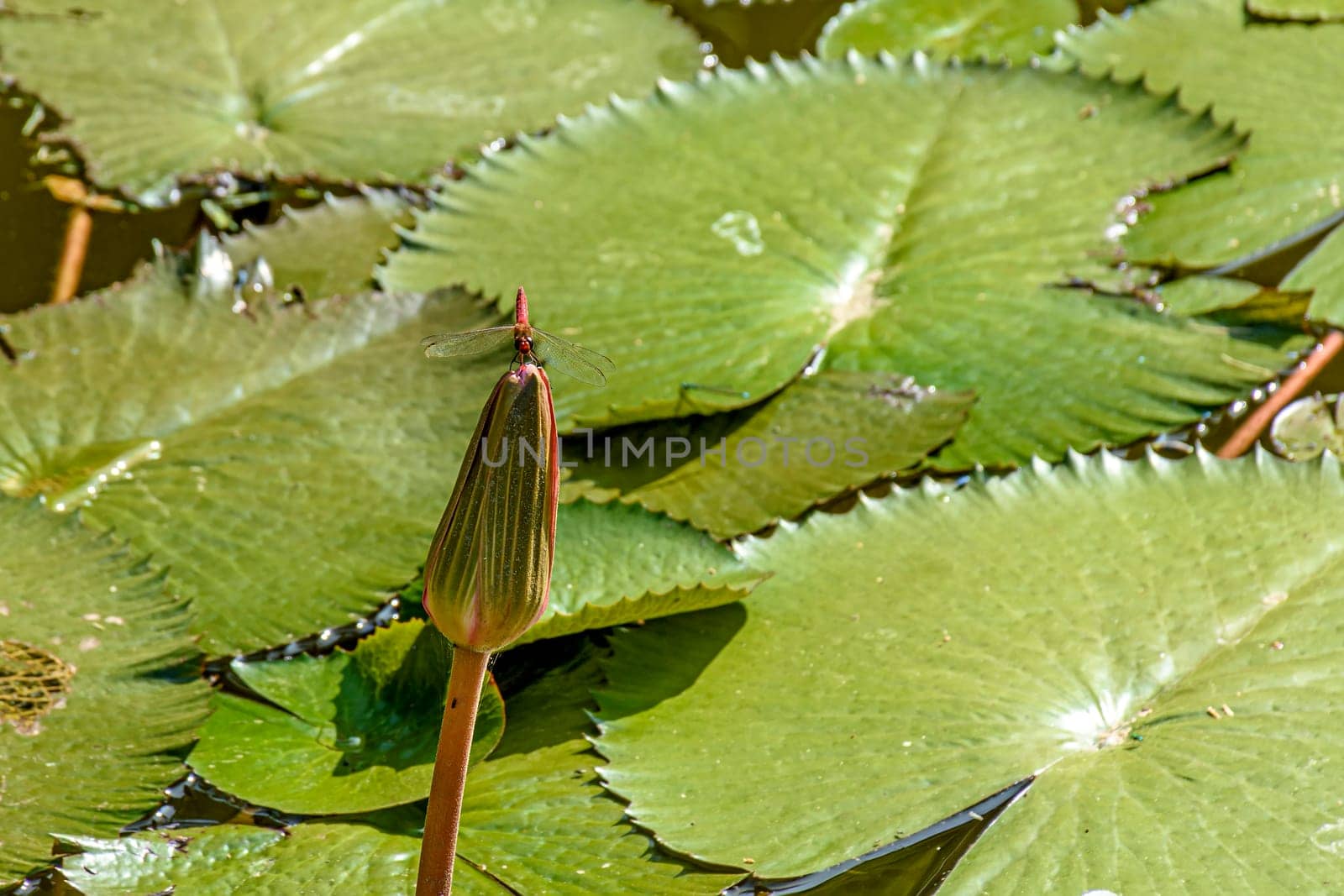 Dragonfly perched on typical Amazonian aquatic plant about to bloom