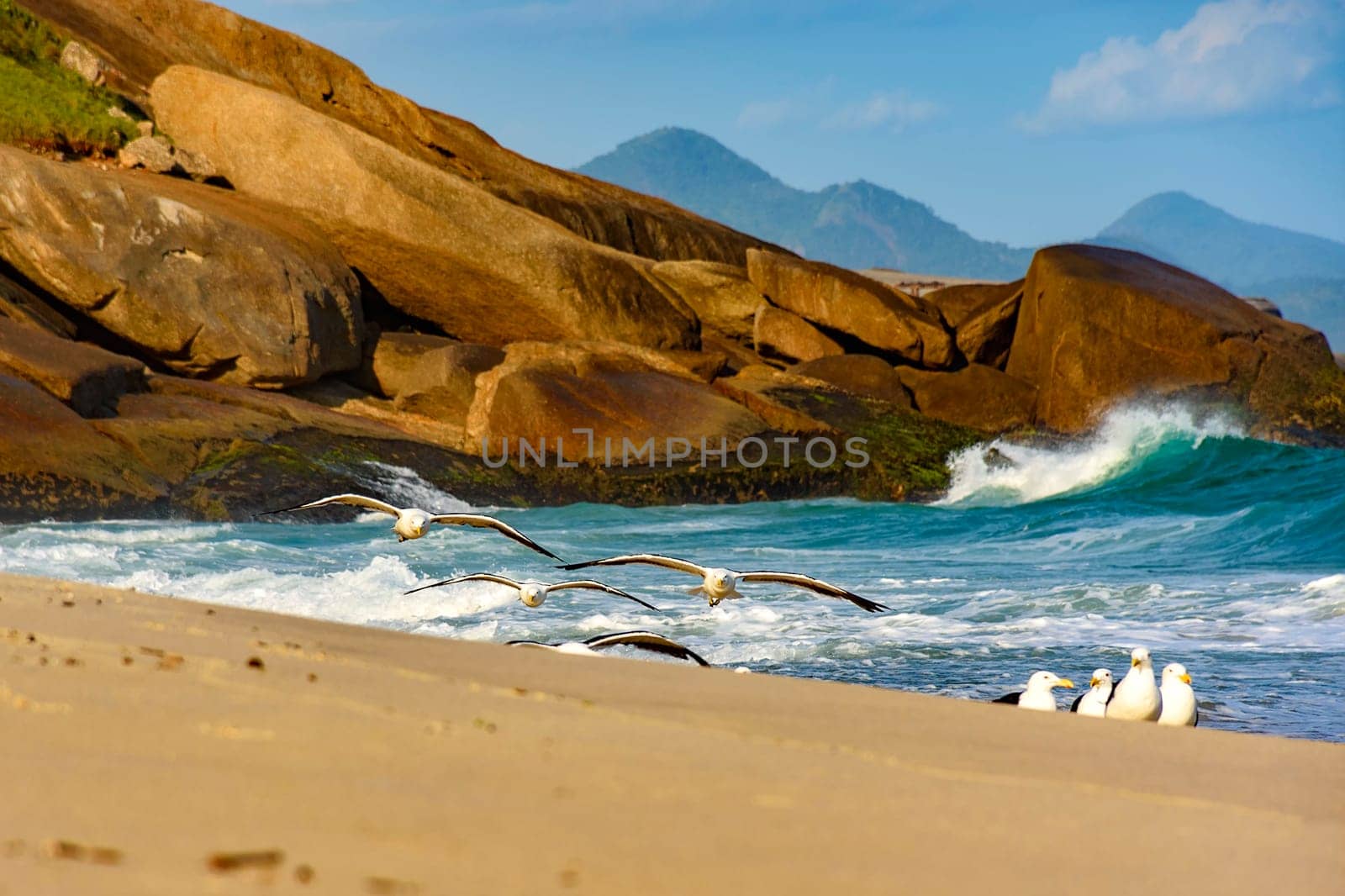 Seagulls flying over the sand of the beach by Fred_Pinheiro