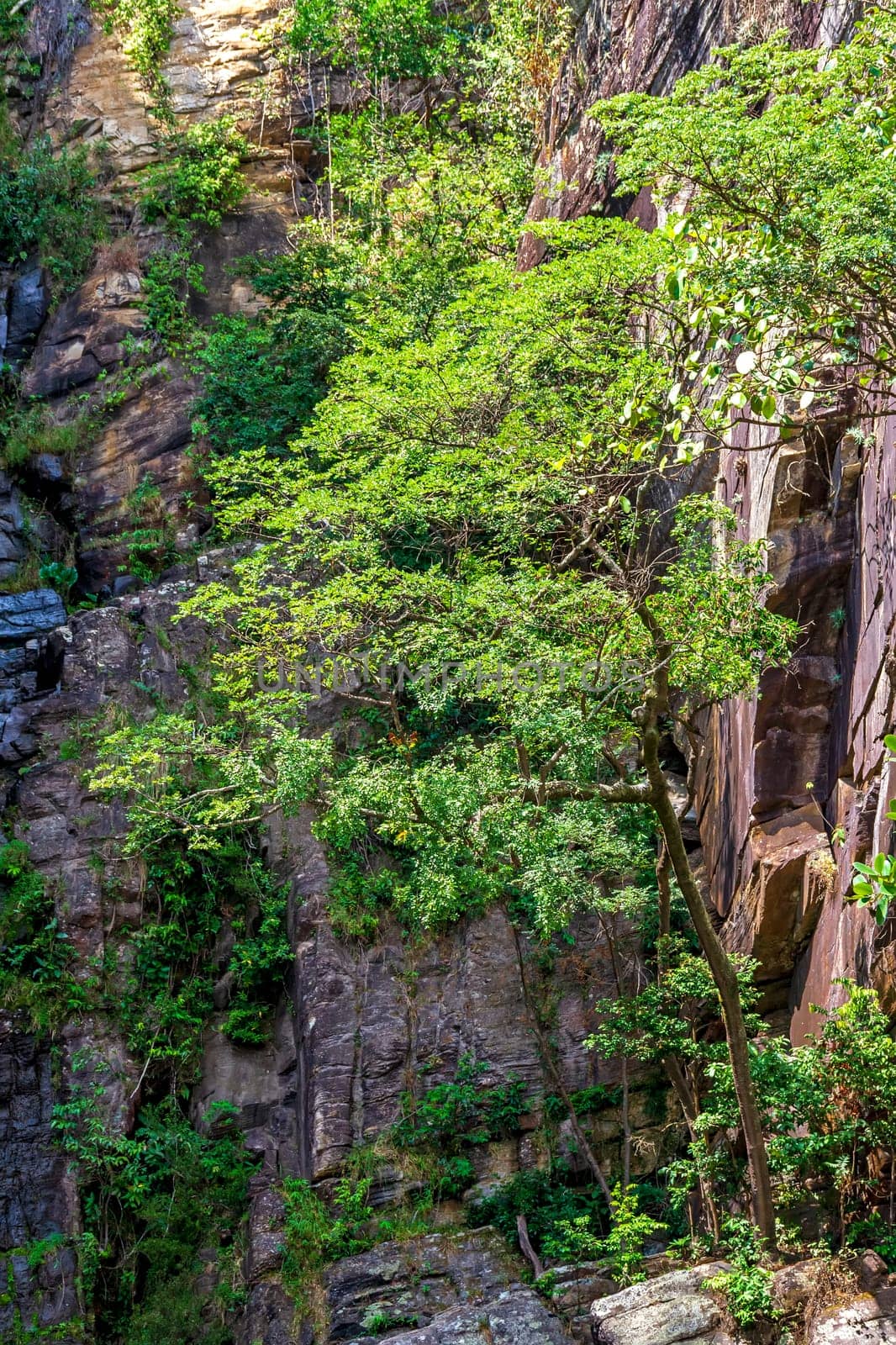 Forest vegetation blending with the rocks on a rocky slope in the Brazilian cerrado (savanna) biome region in the Serra do Cipo in the state of Minas Gerais