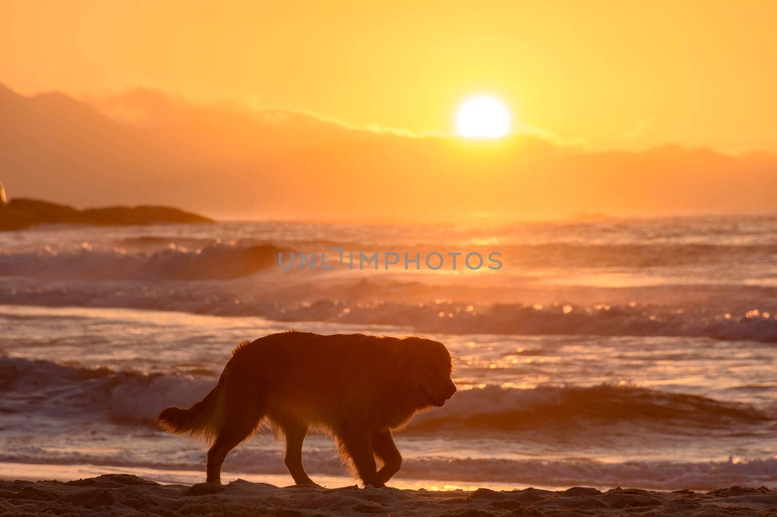 Golden Retriever dog walking on the beach sand during sunrise in Ipanema, Rio de Janeiro