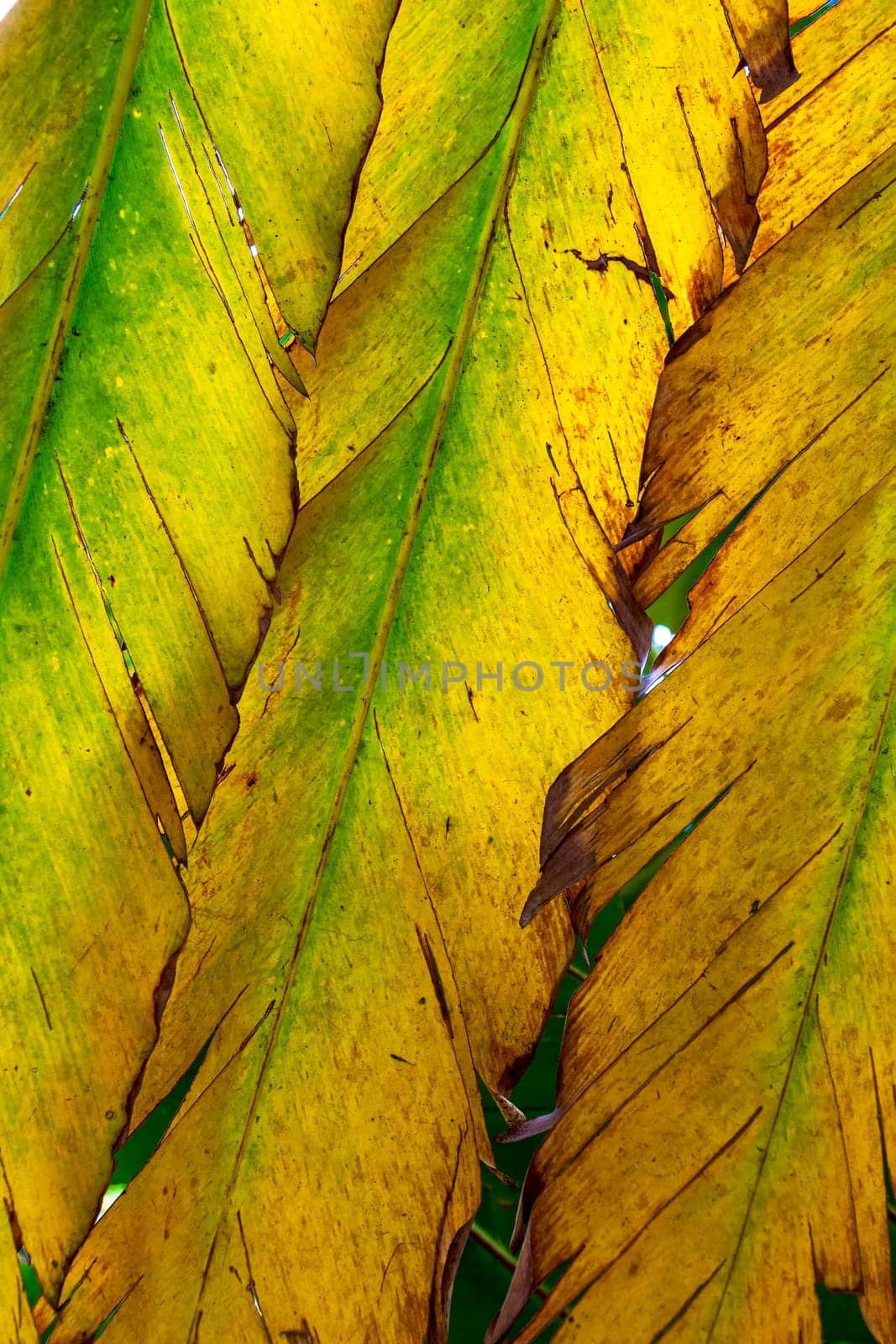 Texture of green and yellow leaves backlit