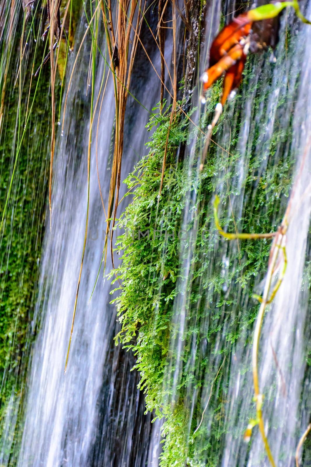 Moss and vegetation between the waters and stones of a clear waterfall in Carrancas, Minas Gerais