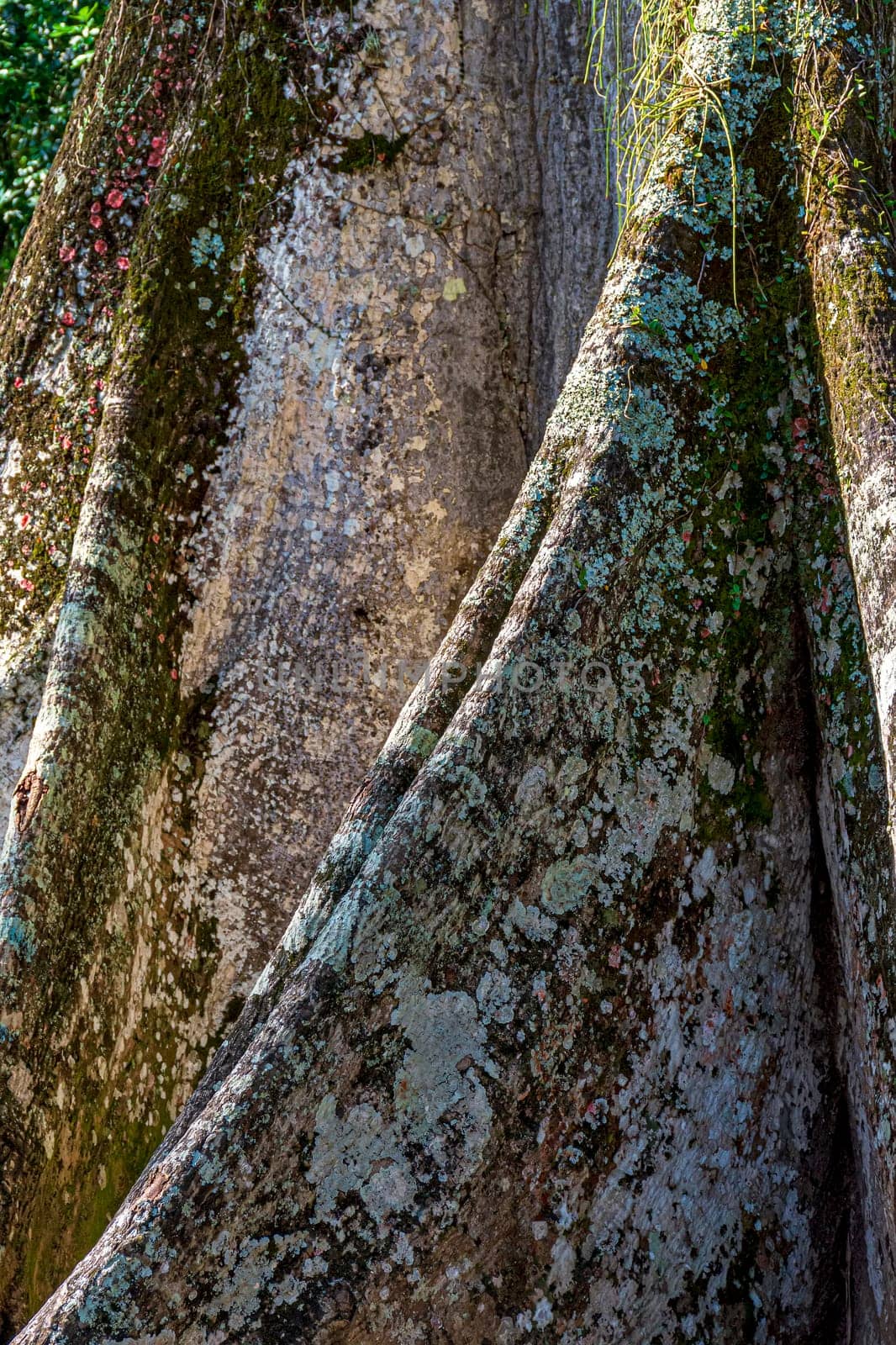 Detail of a large tree trunk and its roots in the middle of the Brazilian rainforest