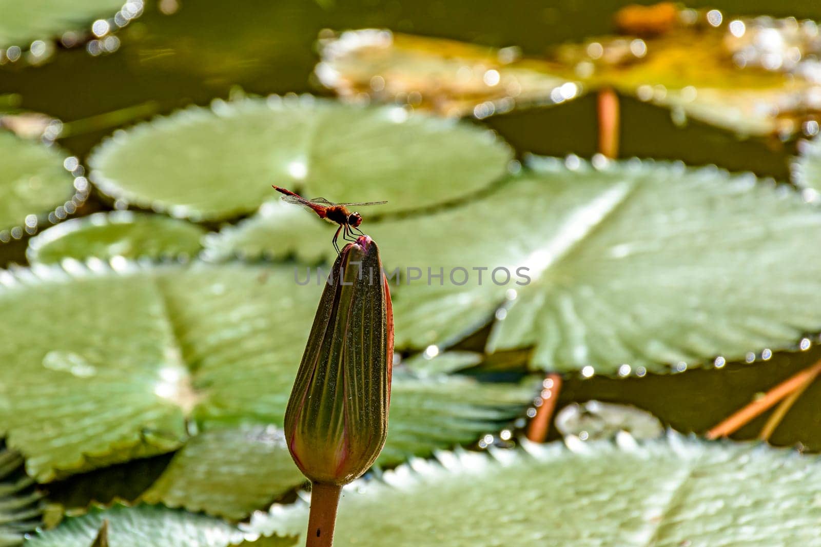 Dragonfly perched on aquatic plant by Fred_Pinheiro