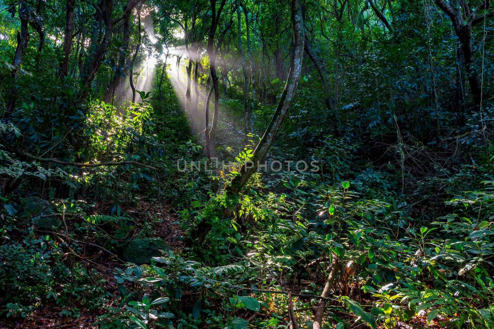 Light streaming through the trees of the dense rainforest in Rio de Janeiro