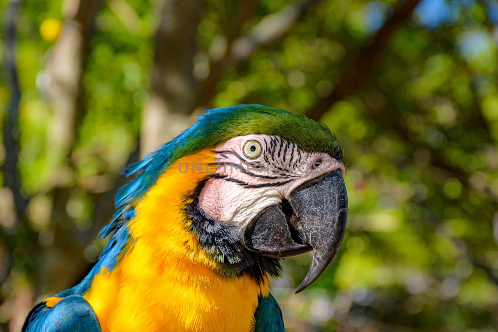 Macaw perched on a branch with vegetation of the Brazilian rainforest behind