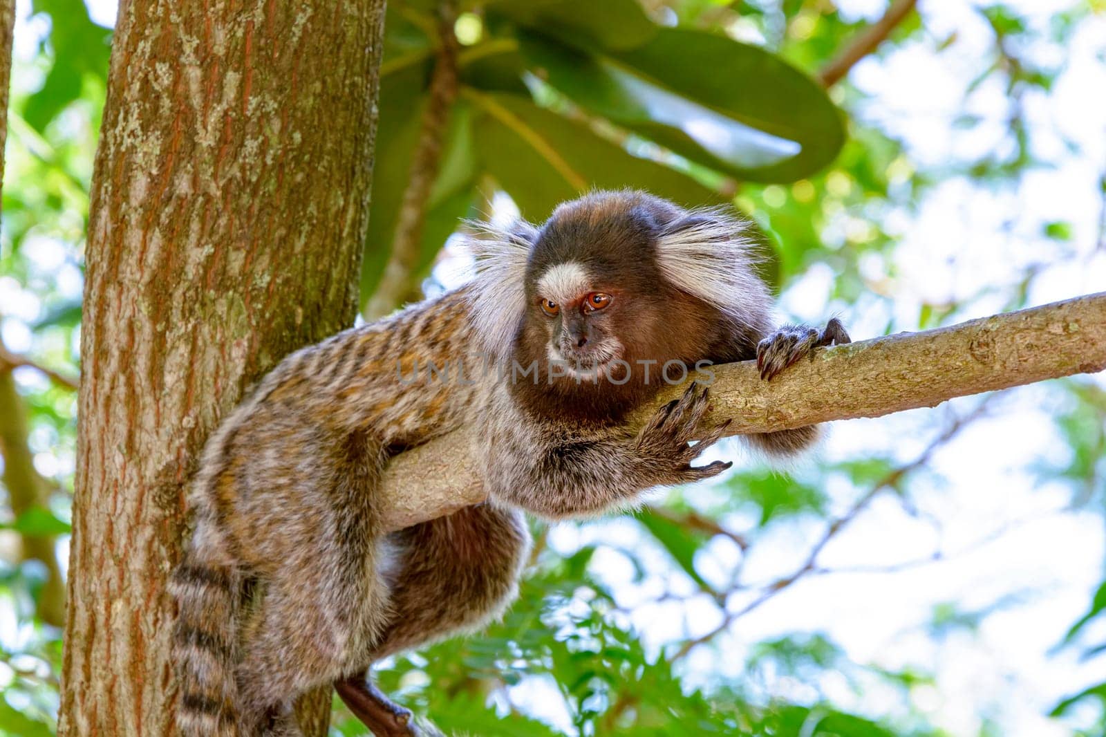 Young marmosets lying on the tree of the rainforest branch of Rio de Janeiro
