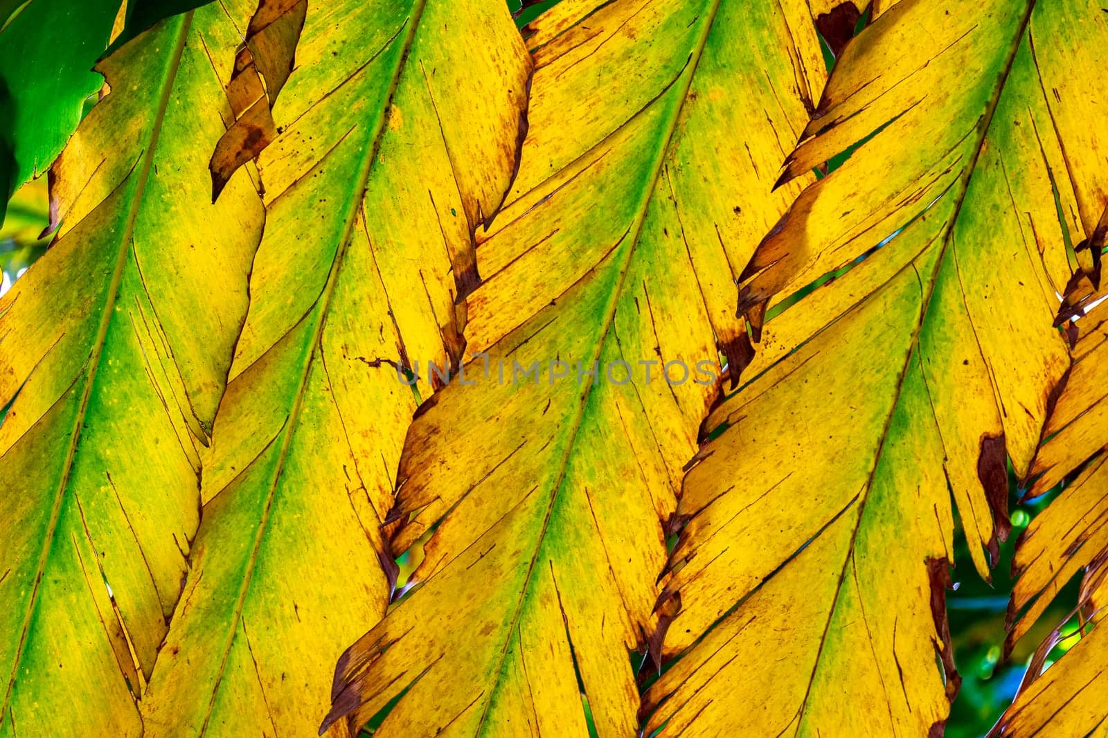 Texture of leaves backlit by Fred_Pinheiro