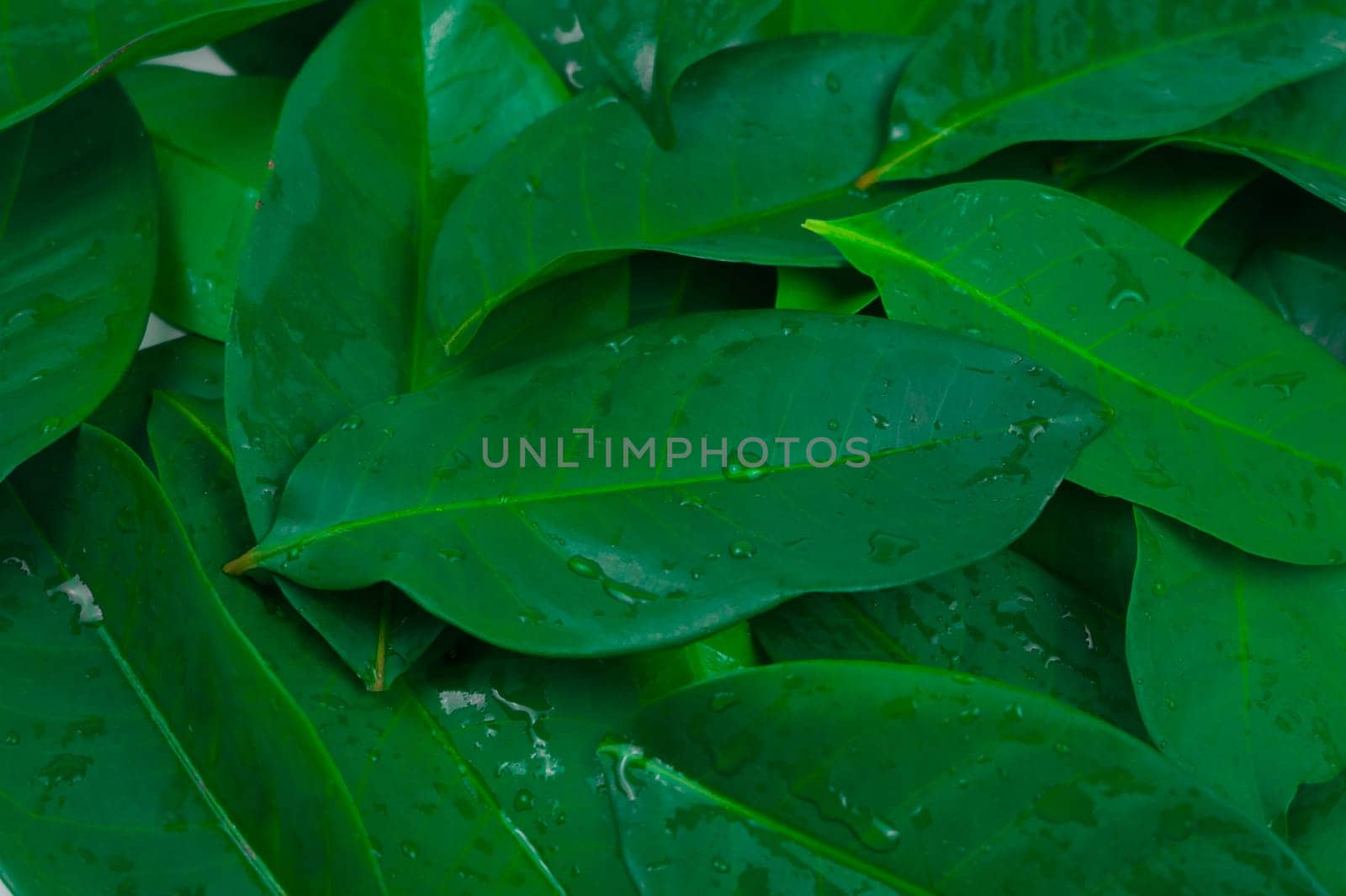 Horizontal full frame bay leaf herbal foliage full frame background shot in studio
