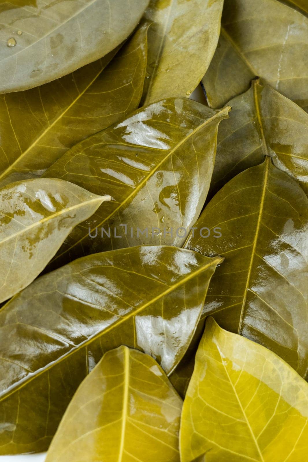 Full frame shot of bay leaves after being boiled in the hot water in the studio. Background