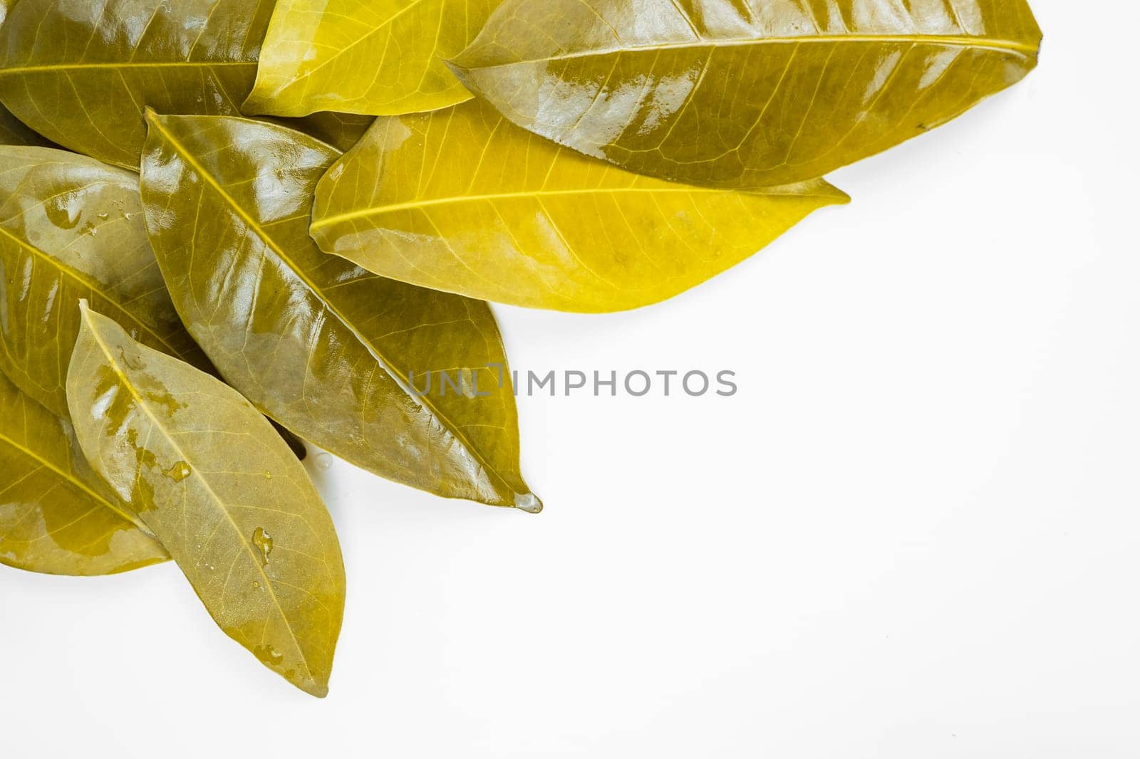 Bay leaves after being boiled and put on the white table. Isolated for copy space.