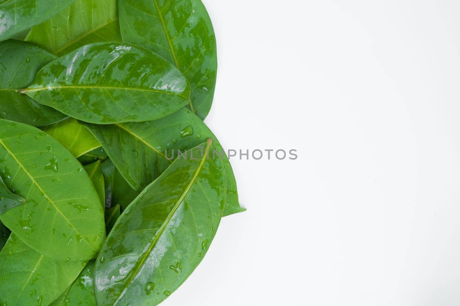 Aromatic bay leaves isolated on white background in studio